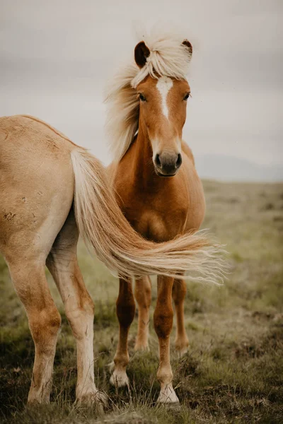 秋の日に素晴らしい牧草地を歩く茶色の馬のクローズアップ — ストック写真