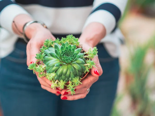Abgeschnittenes Bild Einer Frau Die Eine Schöne Kleine Kaktuspflanze Hält — Stockfoto