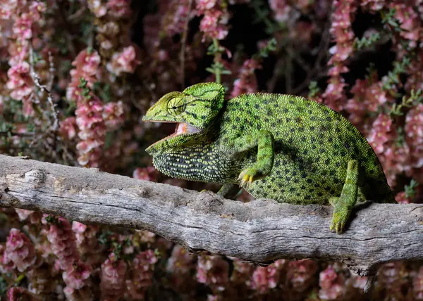 Green Spotted Lizard Resting Tree Pink Flowers Background — Stock Photo, Image