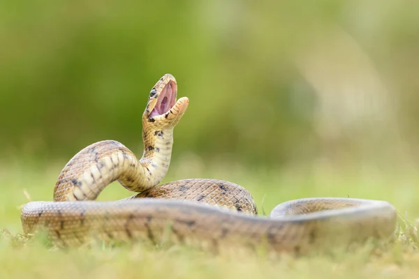 Python Serpente Enrolada Chão Sobre Fundo Borrado — Fotografia de Stock