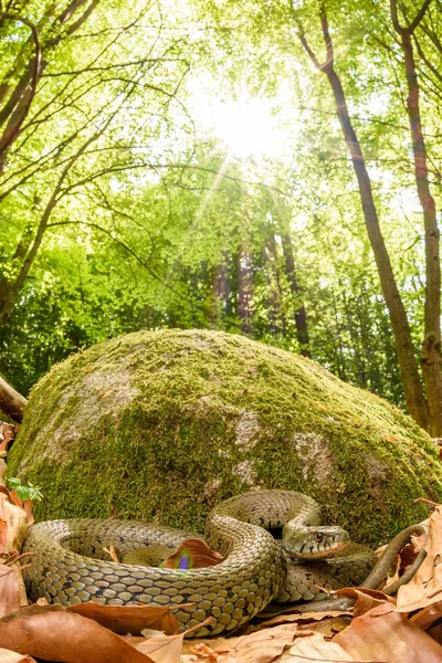 Python Snake Gekruld Grond Bos — Stockfoto