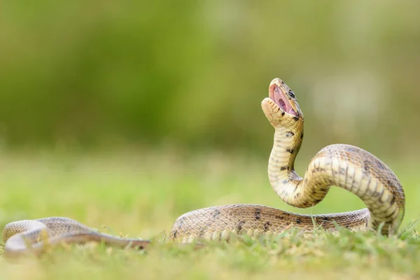 Python Wąż Zwinięte Ziemi Niewyraźne Tło — Zdjęcie stockowe