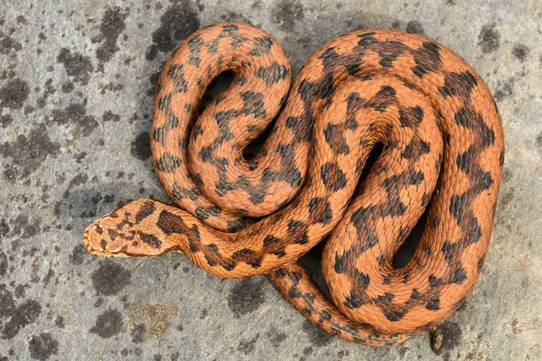 Φίδι Που Βρίσκεται Χρωματισμένο Άσφαλτο Εξωτερικούς Χώρους — Φωτογραφία Αρχείου