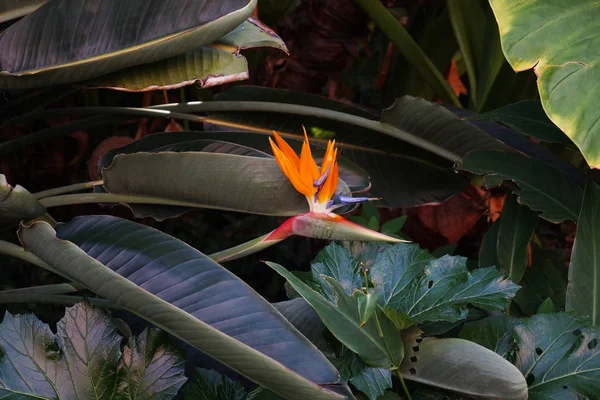 Cama Flores Com Pássaro Paraíso Natureza — Fotografia de Stock