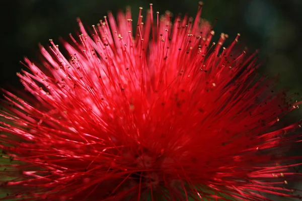 Tropik Parkta Büyüyen Canlı Kırmızı Sivri Ile Egzotik Çiçek Closeup — Stok fotoğraf
