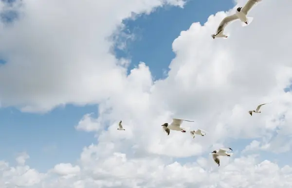 Mewy Lecące Przed Pochmurnym Błękitnym Niebem — Zdjęcie stockowe