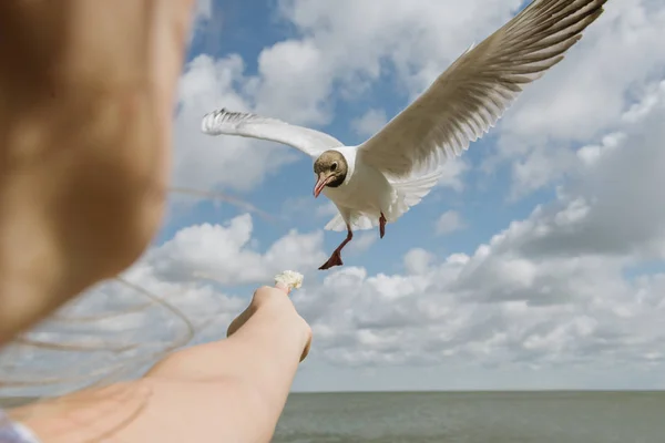 在阳光明媚的日子 女人站在海滨向海鸥献上一片面包的剪影 — 图库照片
