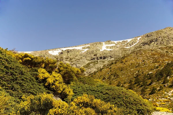 Живописный Вид Цветущий Пейзаж Фоне Голубого Безоблачного Неба — стоковое фото