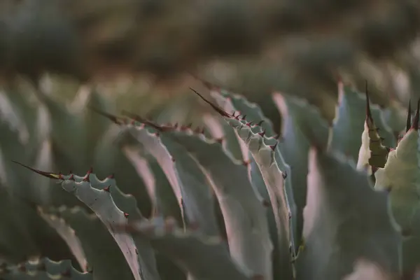 Gün Işığında Dikenlerle Büyüyen Parlak Agav Yapraklarının Yakın Çekim — Stok fotoğraf