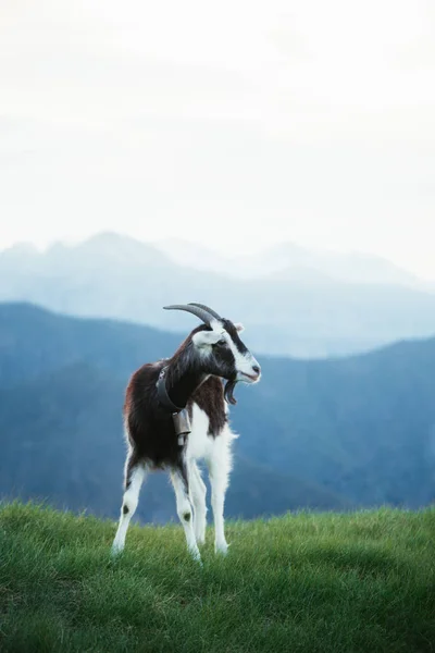 แพะป าบนท งหญ าในภ เขา Pyrenees — ภาพถ่ายสต็อก