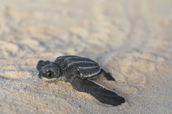 Mały Żółw Czołgający Się Piasku Wody — Zdjęcie stockowe