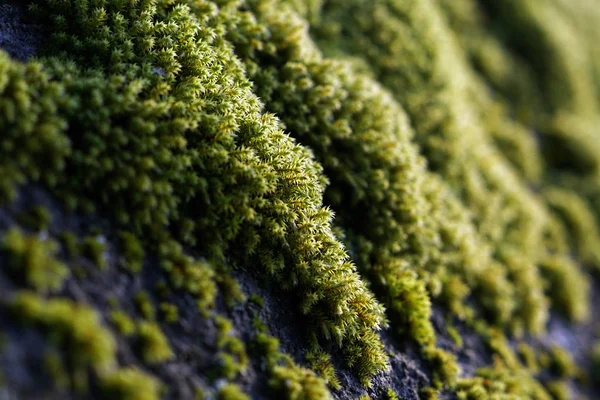 Zbliżenie Kolorowych Zielonych Roślin Mchu Rosnących Szczegółowo Skałach — Zdjęcie stockowe