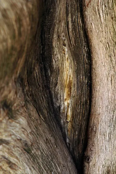 天然垂直线棕老干树皮自然抽象背景的闭合 — 图库照片