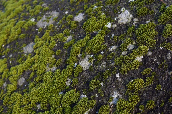 Primer Plano Coloridas Plantas Musgo Verde Que Crecen Las Rocas — Foto de Stock