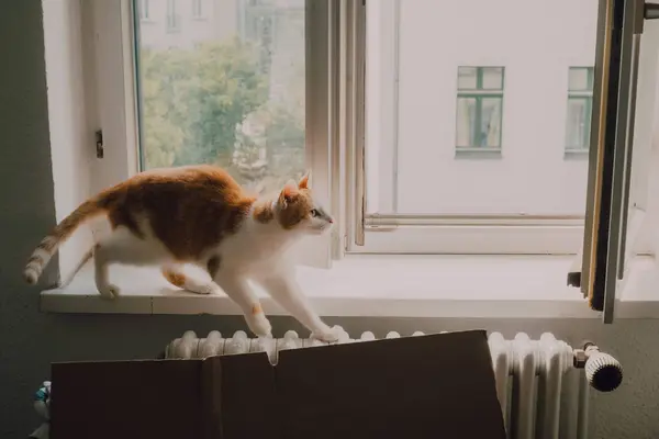 Ginger Gato Andando Soleira Janela Alongamento Casa — Fotografia de Stock