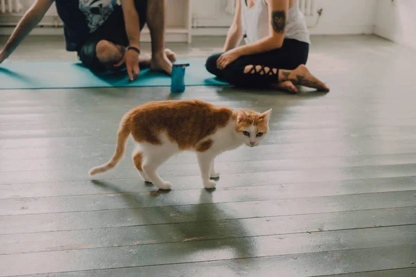 Seitenansicht Der Ingwerkatze Neben Zartem Paar Das Hause Auf Dem — Stockfoto