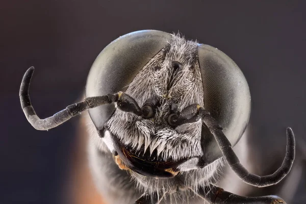 Yuvarlak Yeşil Gözlü Uçan Böceğin Büyütülmüş Gri Başı — Stok fotoğraf