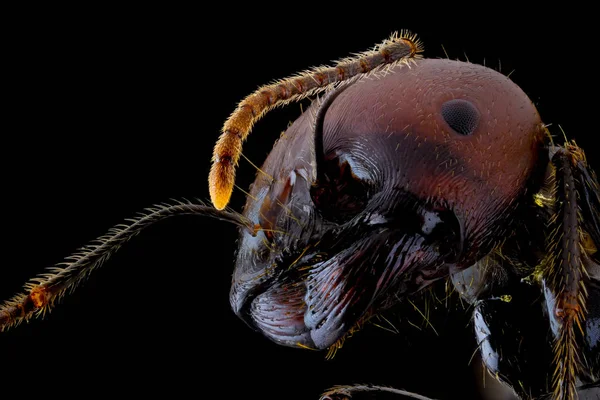 Closeup Magnified Part Black Brown Ant Glossy Belly Legs — Stock Photo, Image