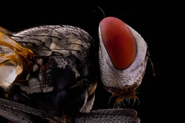 Nahaufnahme Seitenansicht Einer Vergrößerten Braunen Fliege Mit Großen Roten Augen — Stockfoto