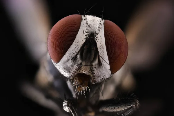 Primer Plano Cabeza Gris Magnificada Insecto Volador Con Ojos Redondos — Foto de Stock