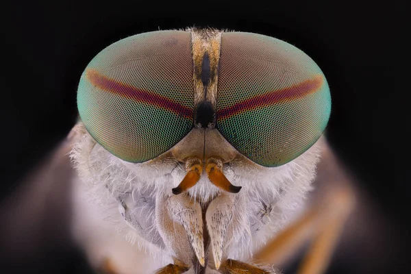 Primer Plano Cabeza Gris Magnificada Insecto Volador Con Ojos Verdes — Foto de Stock