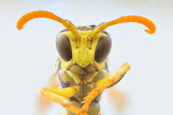 Close Geel Vliegende Wesp Vouwpoten Kijken Naar Camera Met Grote — Stockfoto