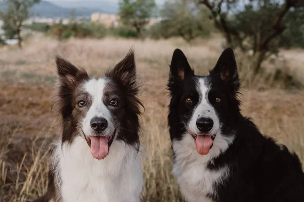 Wachsame Fleckige Border Collie Hunde Mit Erhobenen Ohren Und Abstehenden — Stockfoto