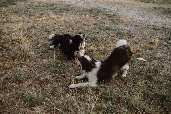 快乐的补丁边境科利狗在乡村的干草上一起玩 一边啃着棍子 — 图库照片