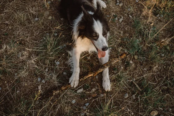 白天在乡间干草上玩耍时 快乐的补丁边境科利狗咬着棍子 — 图库照片