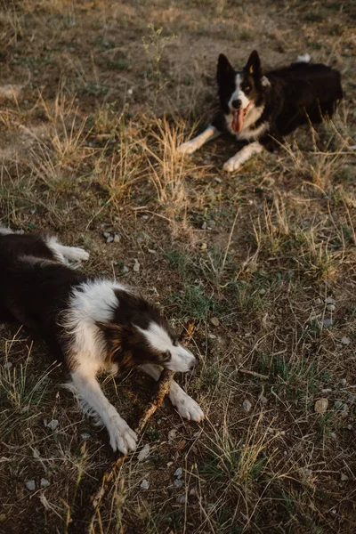 Щасливі Лагідні Прикордонні Собаки Колі Гризуть Палицю Граючи Разом Сухій — стокове фото
