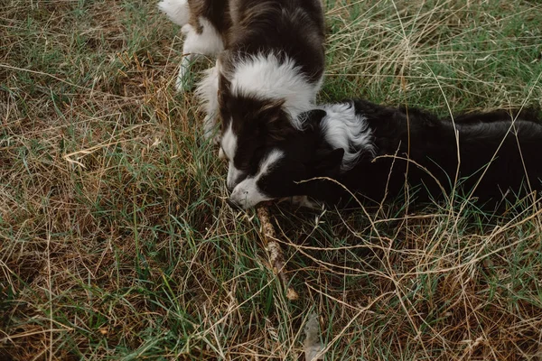 Šťastné Potyčka Border Collie Psi Hryžou Klacek Když Spolu Hrají — Stock fotografie