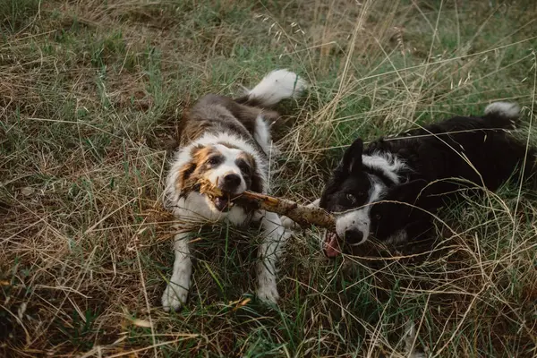 Boldog Foltozott Border Collie Kutyák Rágcsál Stick Játék Közben Együtt — Stock Fotó