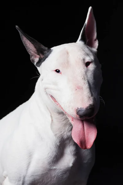 Retrato Cão Terrier Touro Incrível Olhando Câmera Fundo Preto — Fotografia de Stock