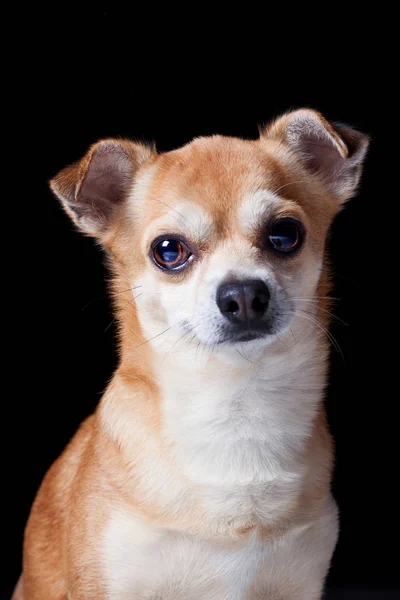 Портрет Удивительной Скрещенной Породы Собаки Смотрящей Камеру Черном Фоне — стоковое фото