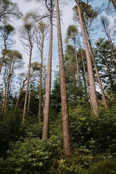Spodu Pnie Drzew Rosnących Lasach Pucks Glen Słoneczny Dzień — Zdjęcie stockowe