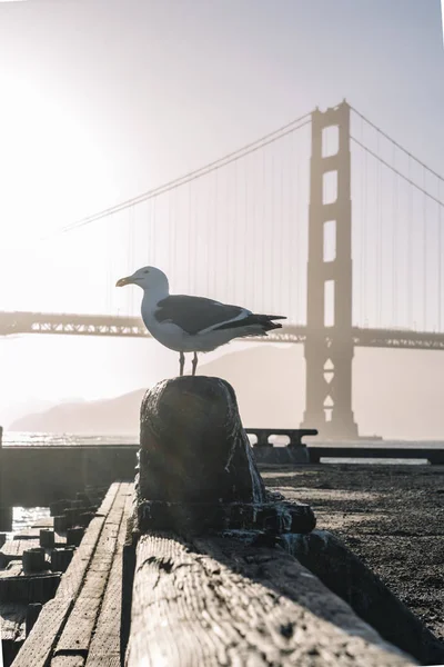 アメリカの明るい晴れた日に水の下の橋の背景に木製のスタンドに大きな健康的なカモメ — ストック写真