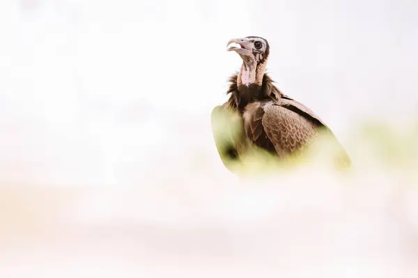 Pássaro Predador Selvagem Sentado Contra Céu Campo Gâmbia — Fotografia de Stock