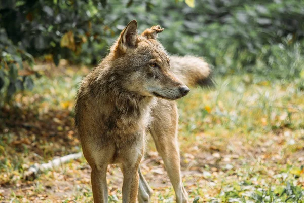 Wild Wolf Looking Away Nature — Stock Photo, Image