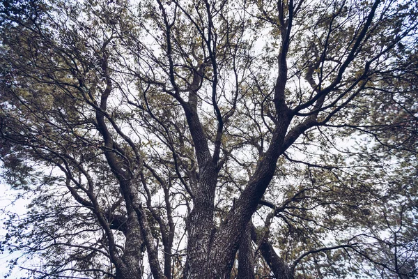 Χαμηλή Γωνία Θέασης Κυματιστά Σκούρα Κλαδιά Φύλλα Πάνω Από Συννεφιασμένο — Φωτογραφία Αρχείου