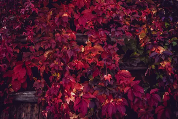 Rotes Herbstlaub Holzzaun — Stockfoto