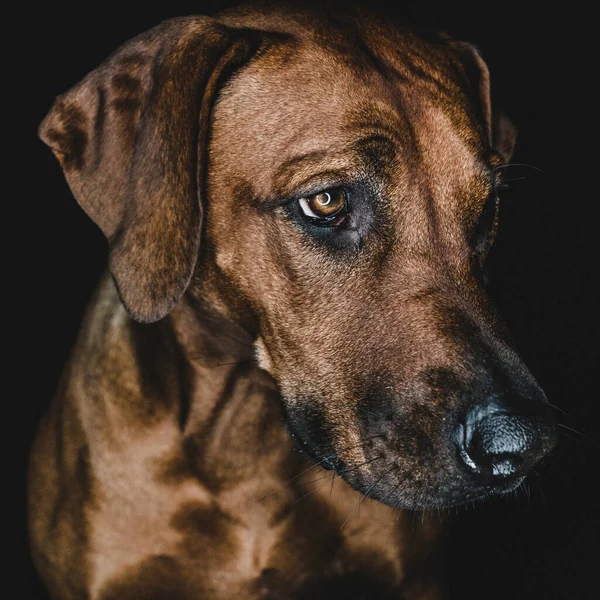 Closeup Focinho Calma Pedigreed Marrom Rhodesian Ridgeback Cão Fundo Preto — Fotografia de Stock