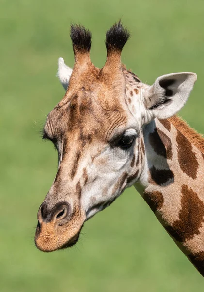 Focinho Manchado Girafa Campo Tempo Ensolarado Savana Verão — Fotografia de Stock