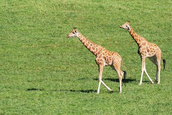 Giraffes Field Sunny Weather Savanna Summer — Stock Photo, Image