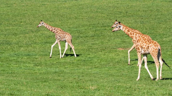 Giraffes Field Sunny Weather Savanna Summer — Stock Photo, Image