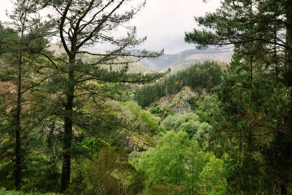 View Lush Woods Tall Coniferous Trees Growing Mountainous Area Hoces — Stock Photo, Image