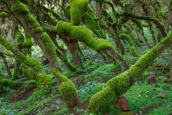 环抱着绿色苔藓的弯曲树干的森林风景如画 — 图库照片