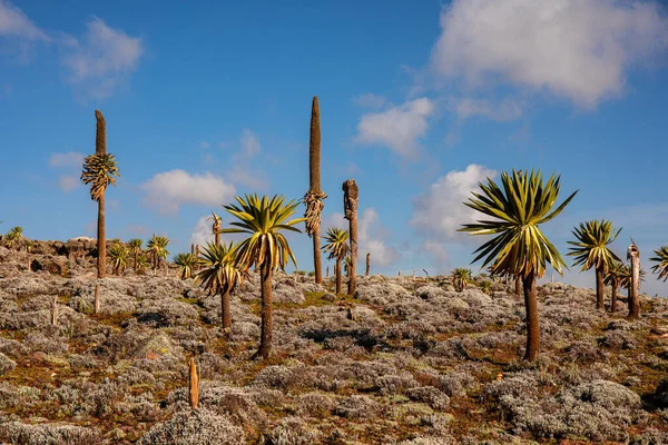 Lobelia Gigante Árvores Com Folhagem Exuberante Crescendo Terreno Rochoso Fundo — Fotografia de Stock