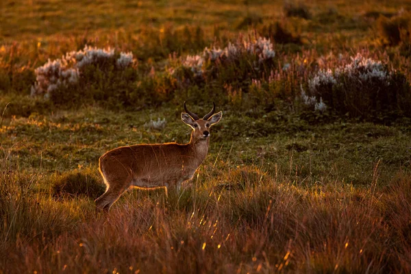 Antilope Sauvage Broutant Dans Pré Bois Luxuriant Regardant Caméra Dans — Photo