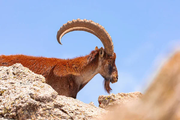 Side View Wild Ibex Large Horns Pasturing Rough Rocky Terrain — Stock Photo, Image