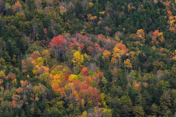 Picturesque Drone View Mountain Slope Covered Colorful Trees Snow Autumn — Stock Photo, Image